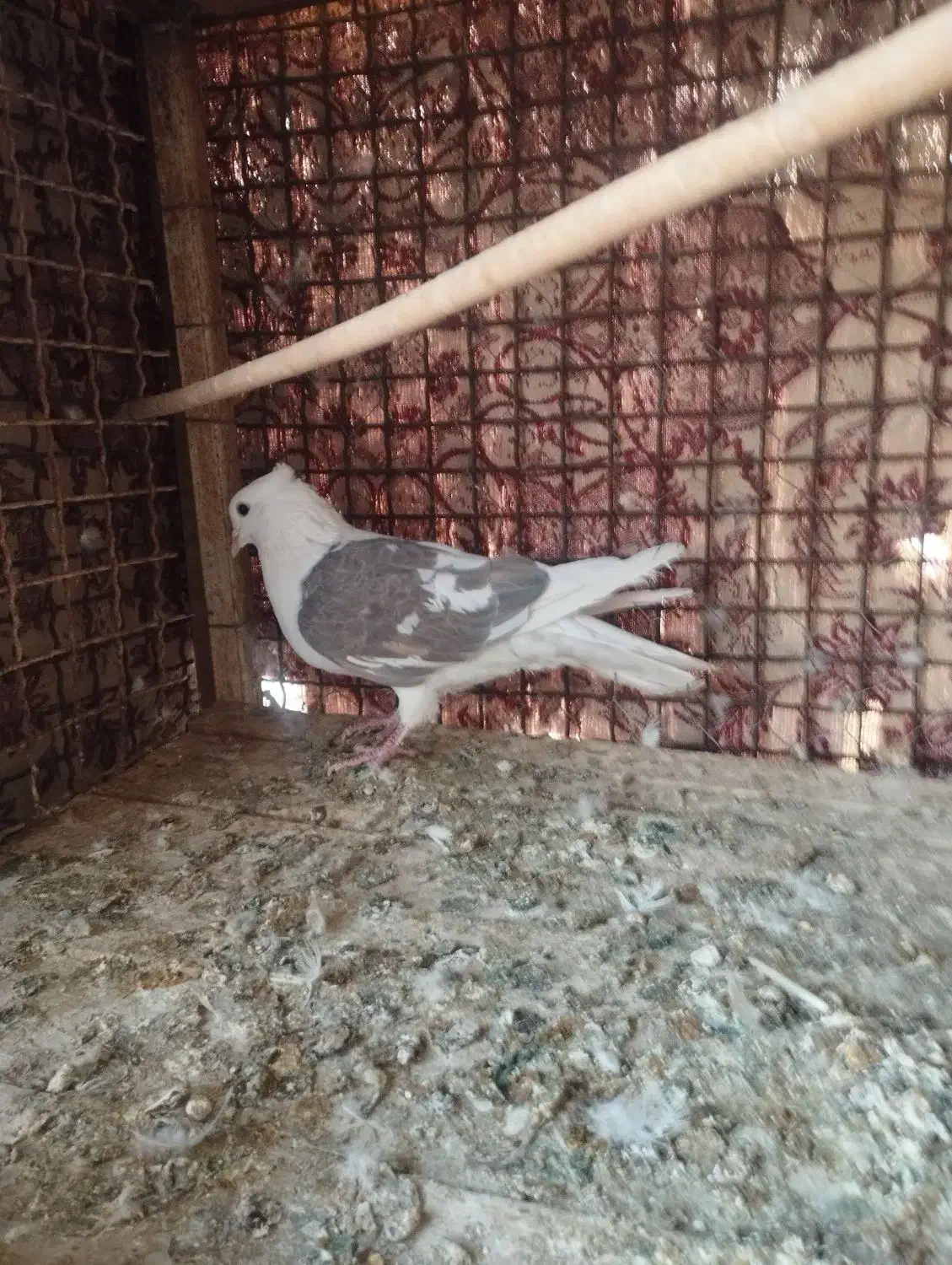 کبوتر|پرنده|زارچ, |دیوار