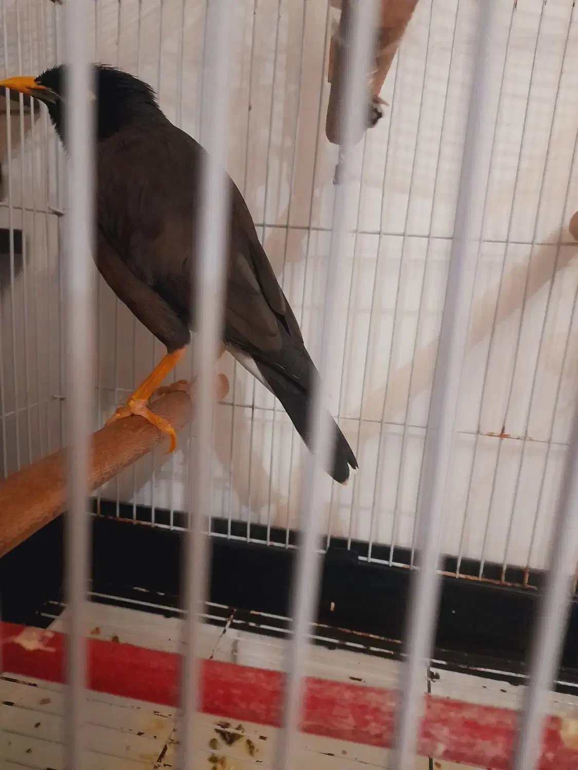 مرغ مینا سخنگو رخ به رخ به شرط|پرنده|تهران, مشیریه|دیوار