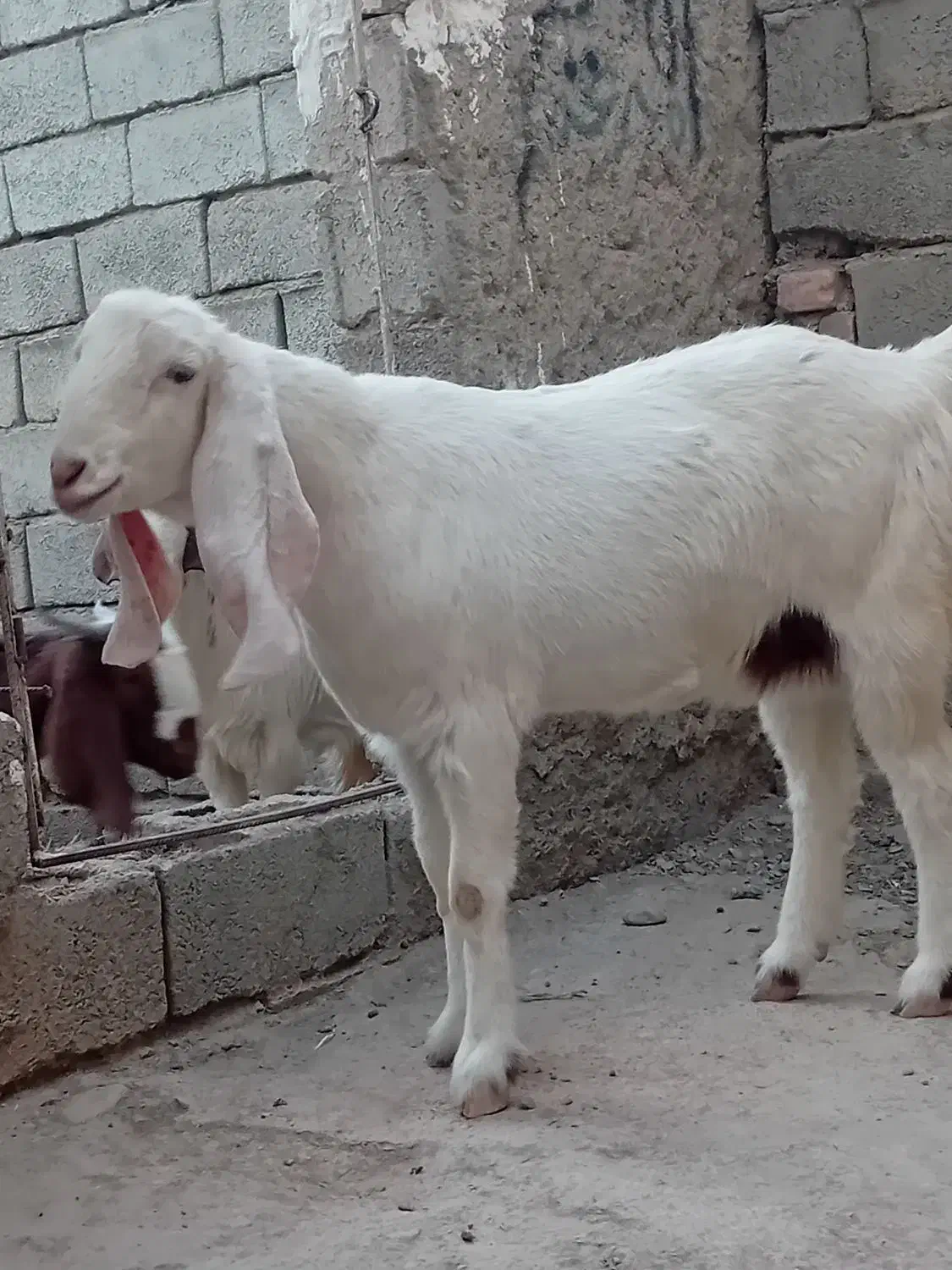 گوسفند|حیوانات مزرعه|سیب و سوران, |دیوار