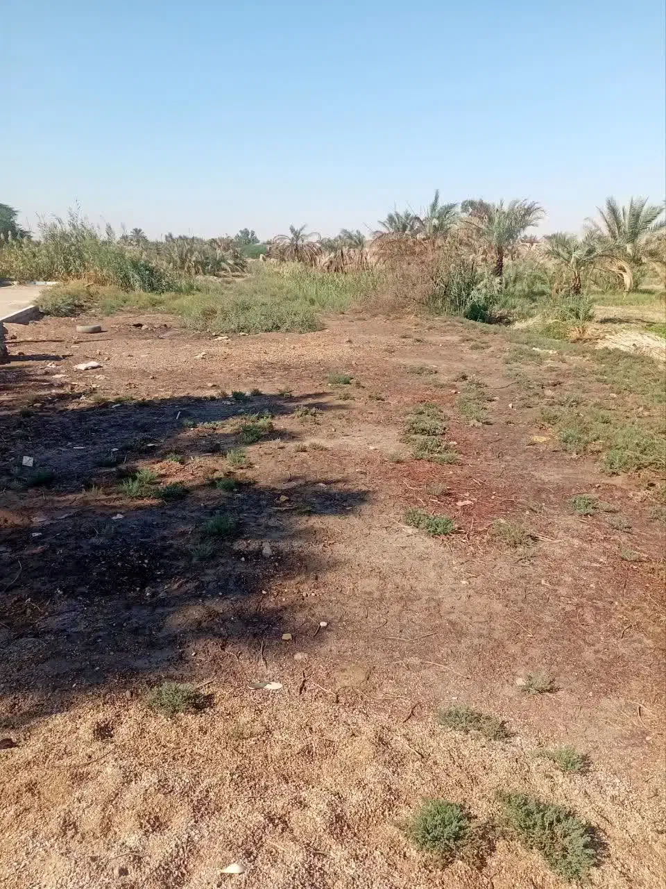 فروش زمین مسکونی و زراعی|فروش زمین و ملک کلنگی|خرمشهر, |دیوار