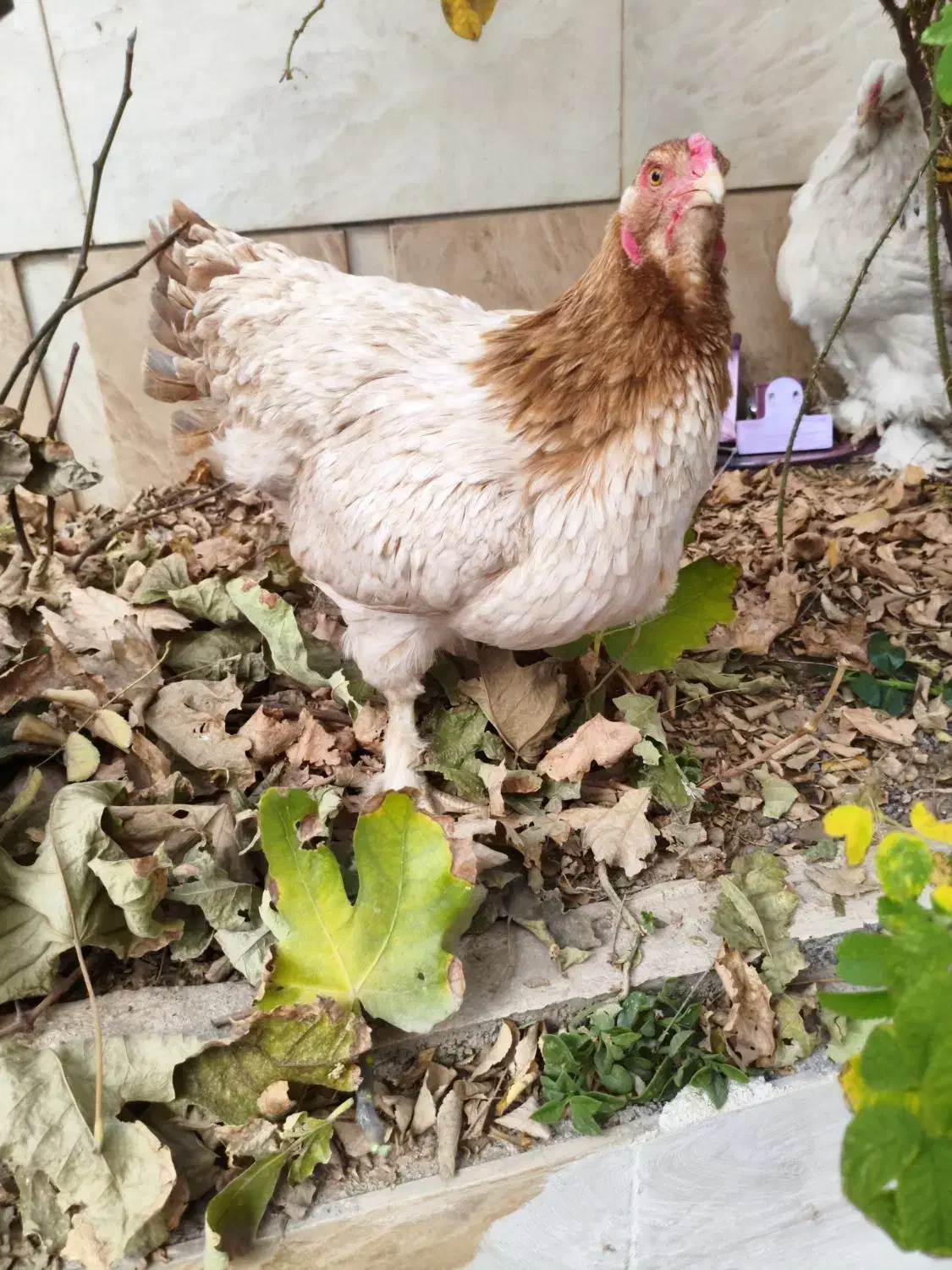 مرغ برهما|حیوانات مزرعه|تربت جام, پاسداران|دیوار