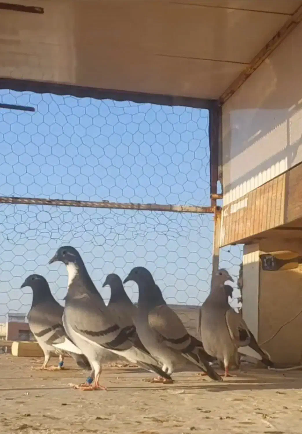 جوجه پلاکی|پرنده|اهواز, امانیه|دیوار