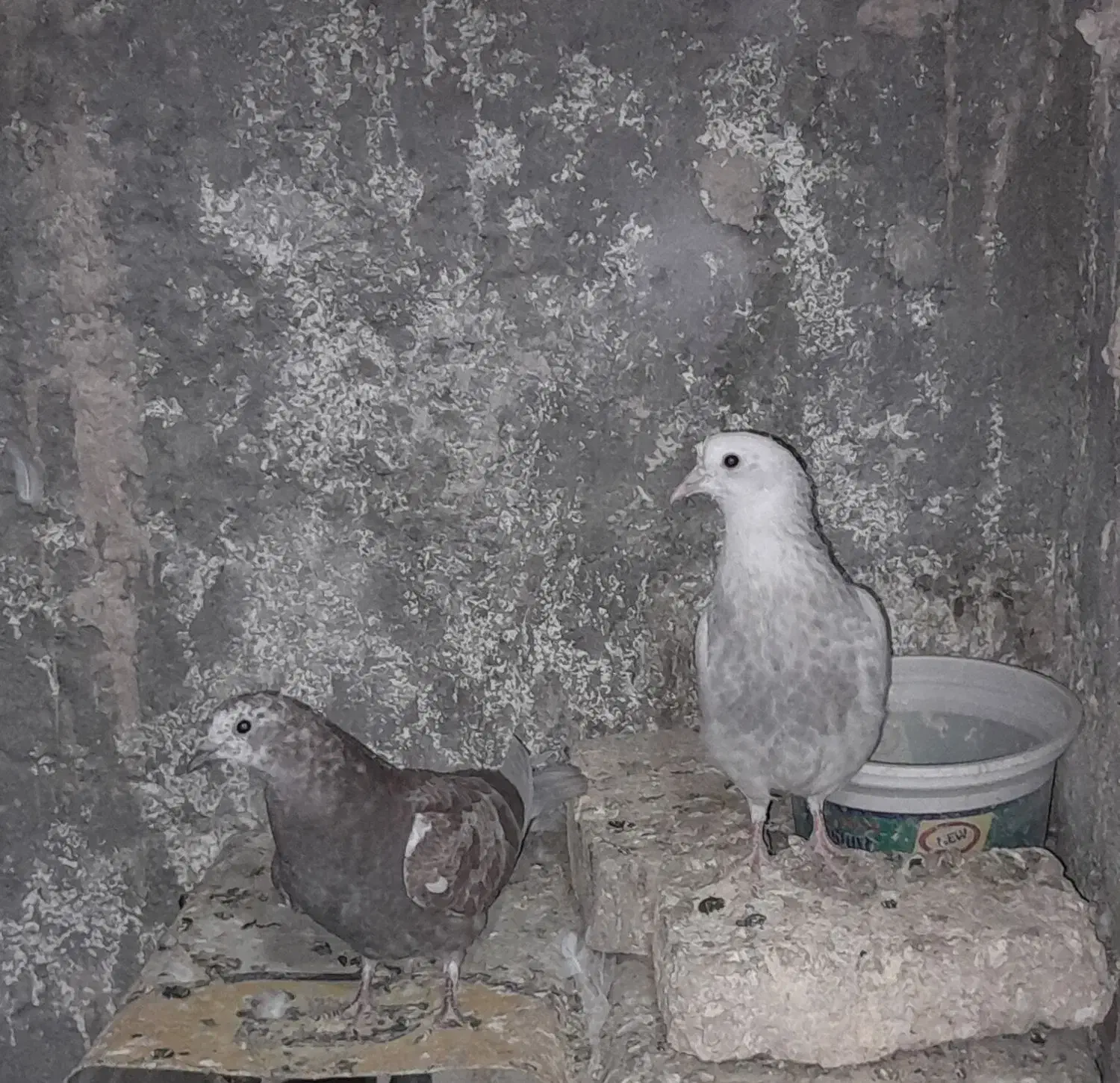 کبوتر تهرانی|پرنده|اصفهان, همدانیان|دیوار