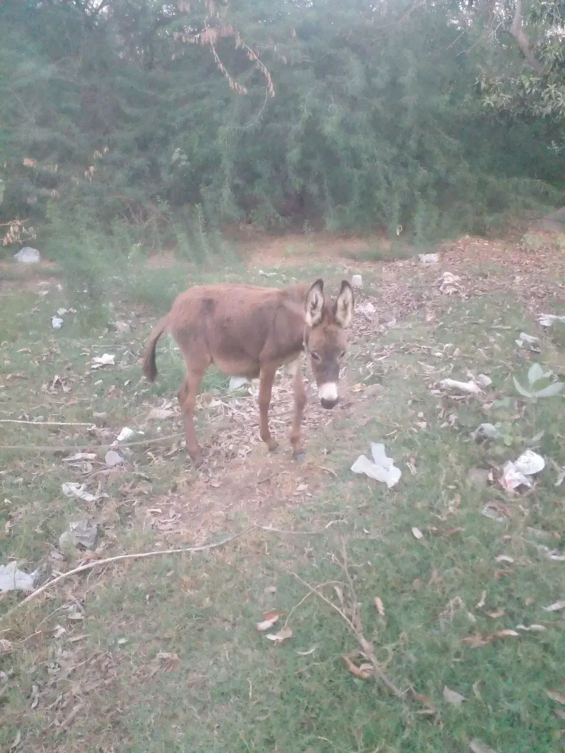 کره الاغ|حیوانات مزرعه|میناب, |دیوار