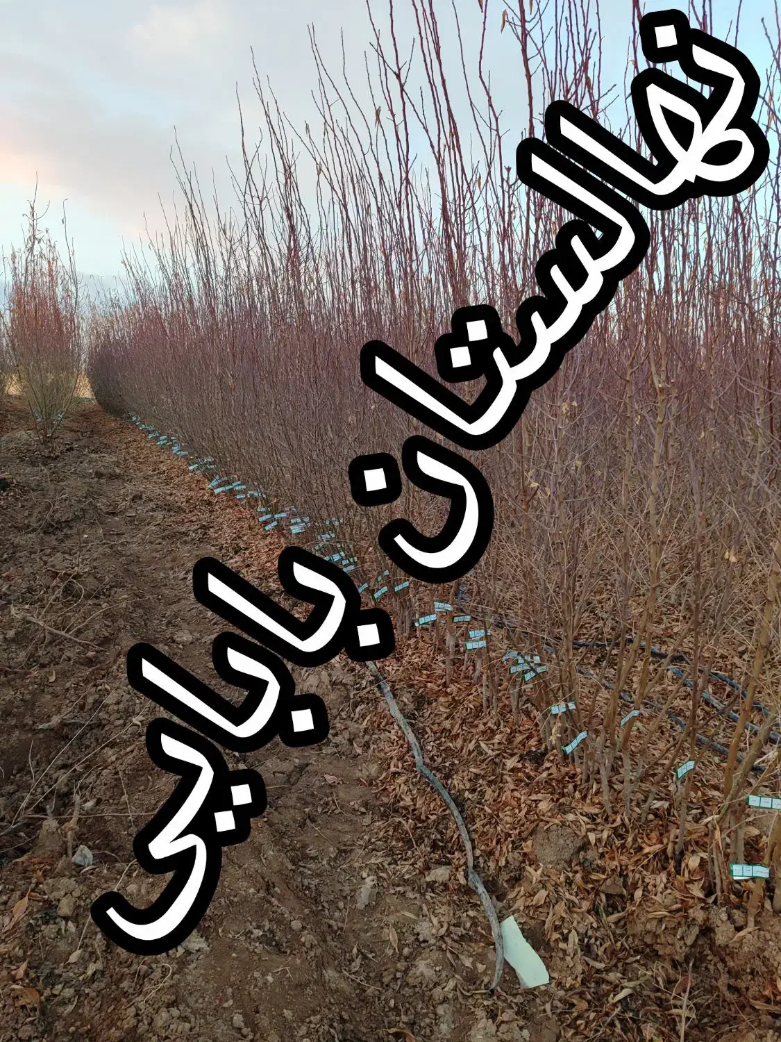 نهالهای سالم و پربار ازنهالستان دارای لیبل معتبر|خدمات باغبانی و درختکاری|محمدشهر, محمدشهر|دیوار