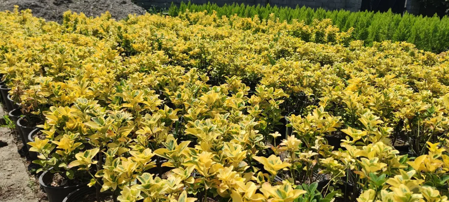 شمشاد طلایی گلدان 3/۵|گل و گیاه طبیعی|چابکسر, |دیوار