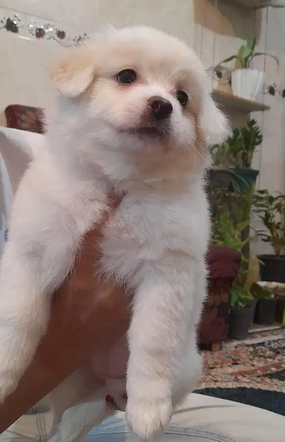 واگذاری توله اشپیتز|سگ|یزد, |دیوار