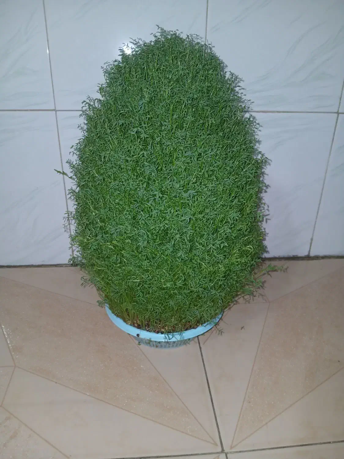 سبزه برای مراسمات|گل و گیاه طبیعی|کوهدشت, |دیوار