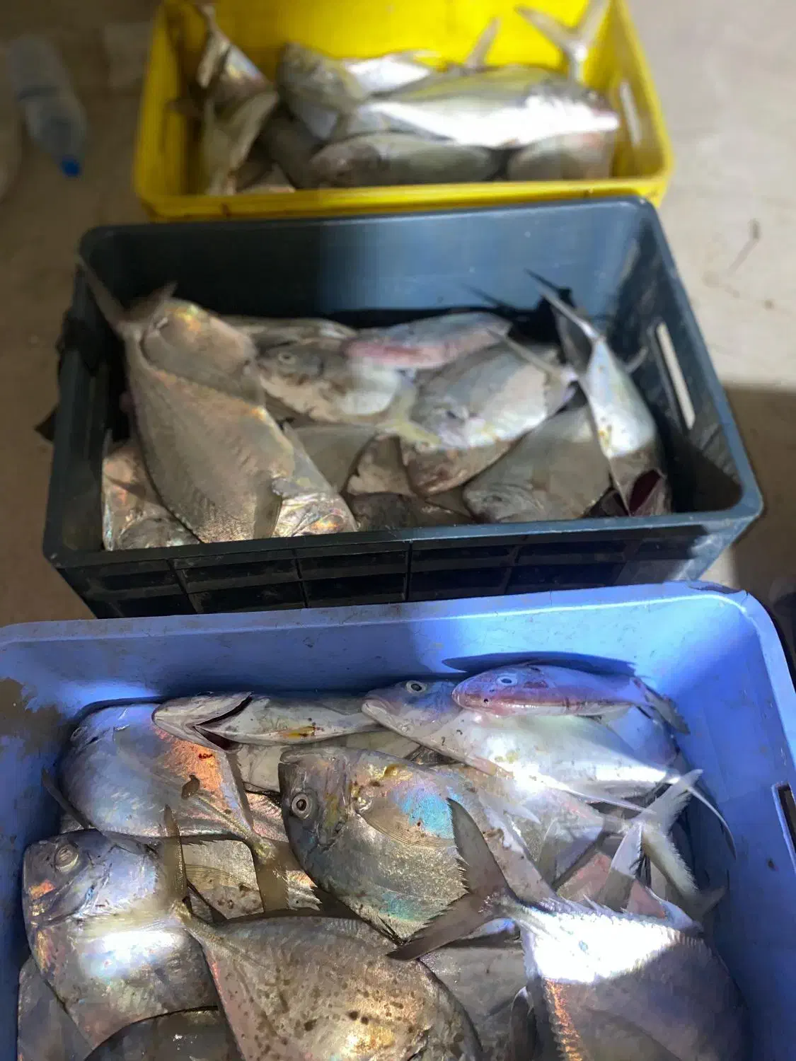 ماهی تازه صید روز|خوردنی و آشامیدنی|بندرلنگه, |دیوار