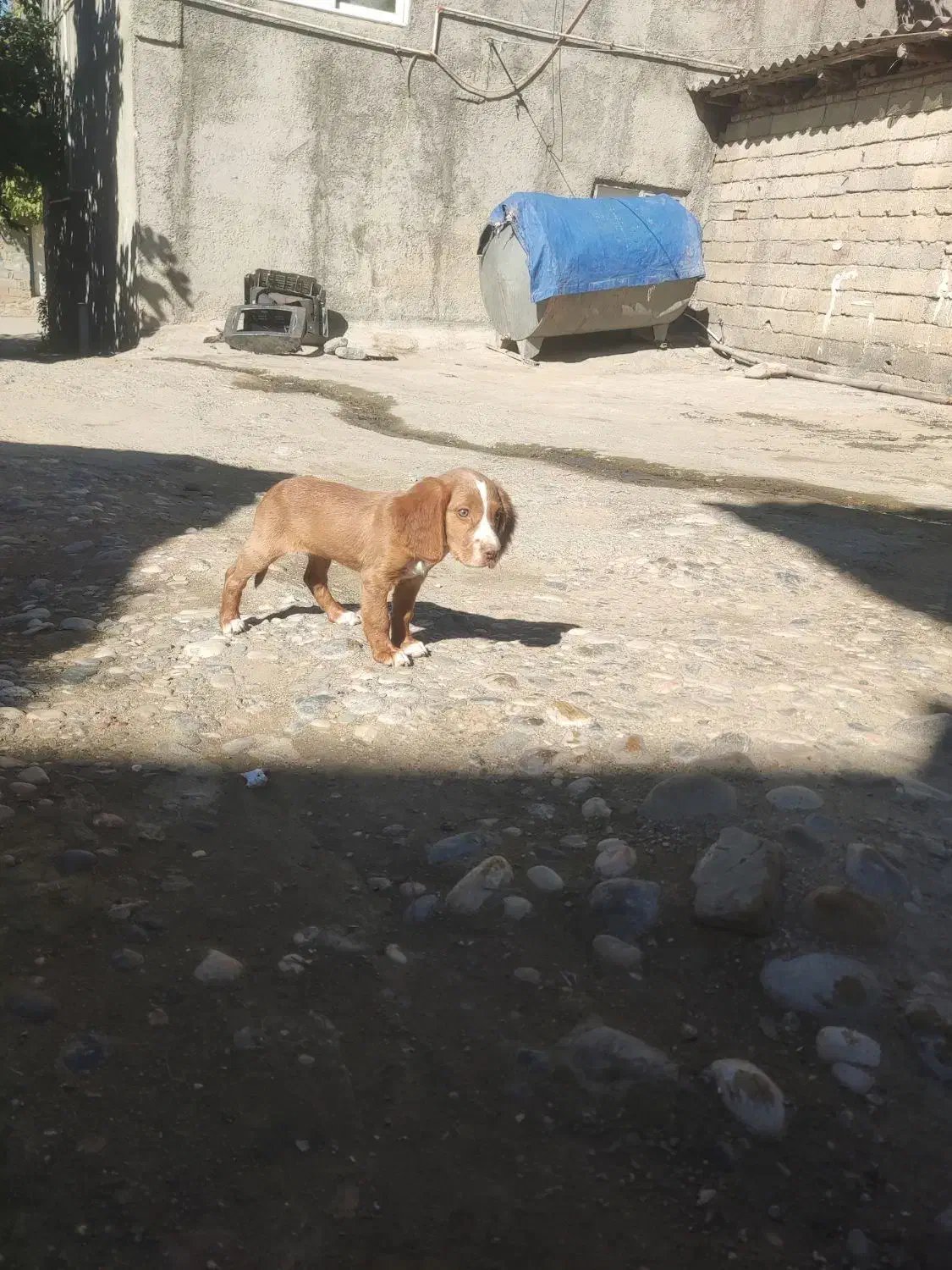 سگ شکاری دنبلانی|سگ|مینودشت, |دیوار