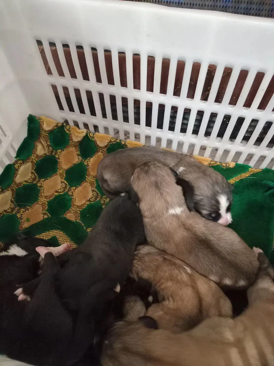 واگذاری سگ|سگ|آلاشت, |دیوار