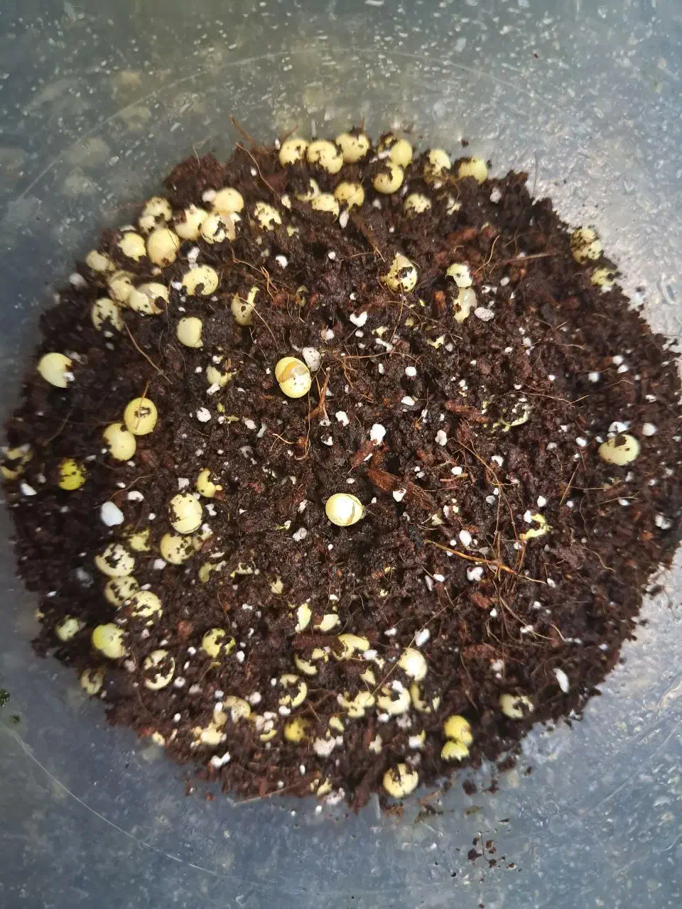 حلزون کولاژن ساز|خزنده|شیراز, شهرک آرین|دیوار