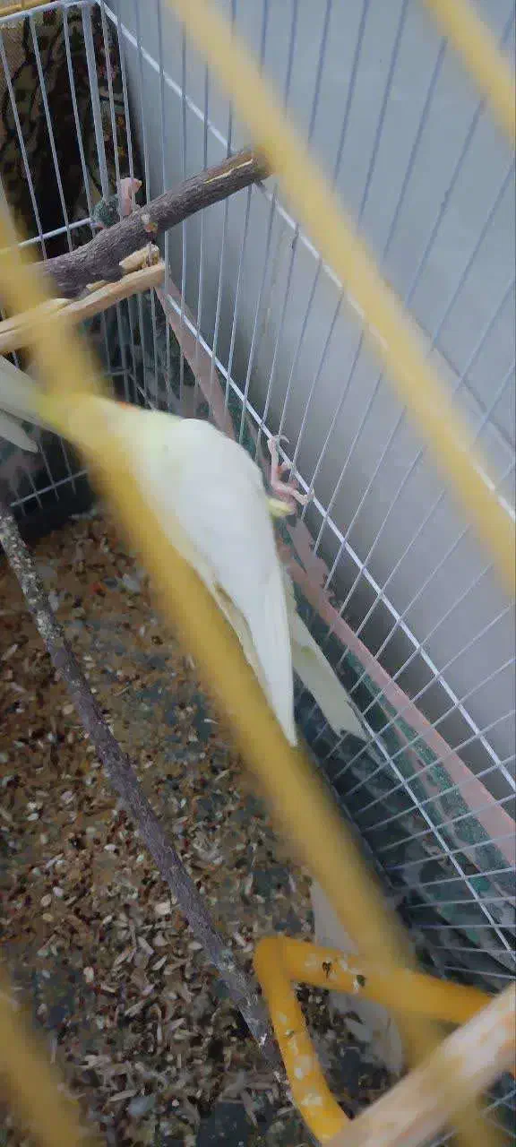 عروس هلندی دستی|پرنده|مهریز, |دیوار