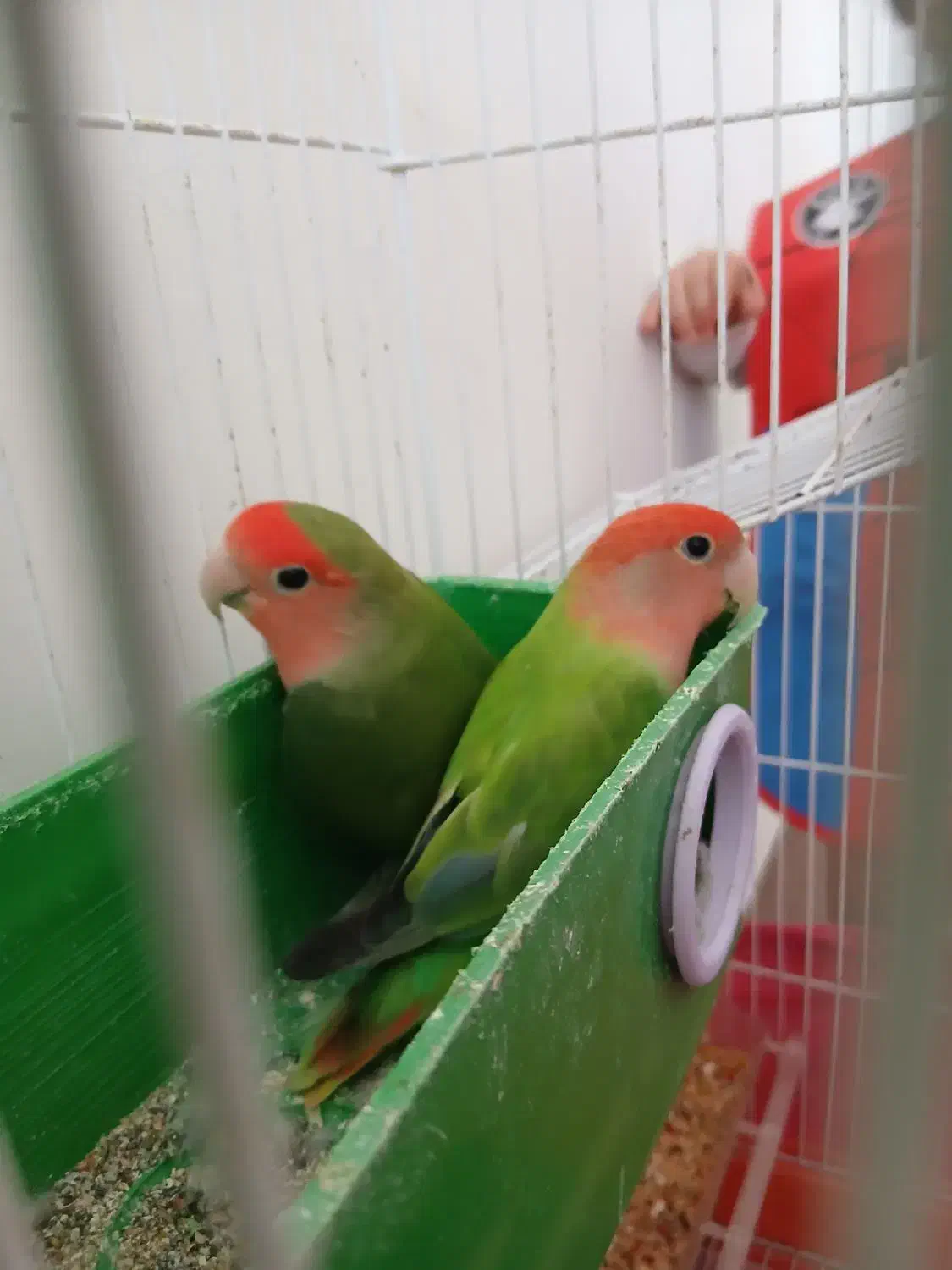 طوطی برزیلی|پرنده|اردبیل, |دیوار