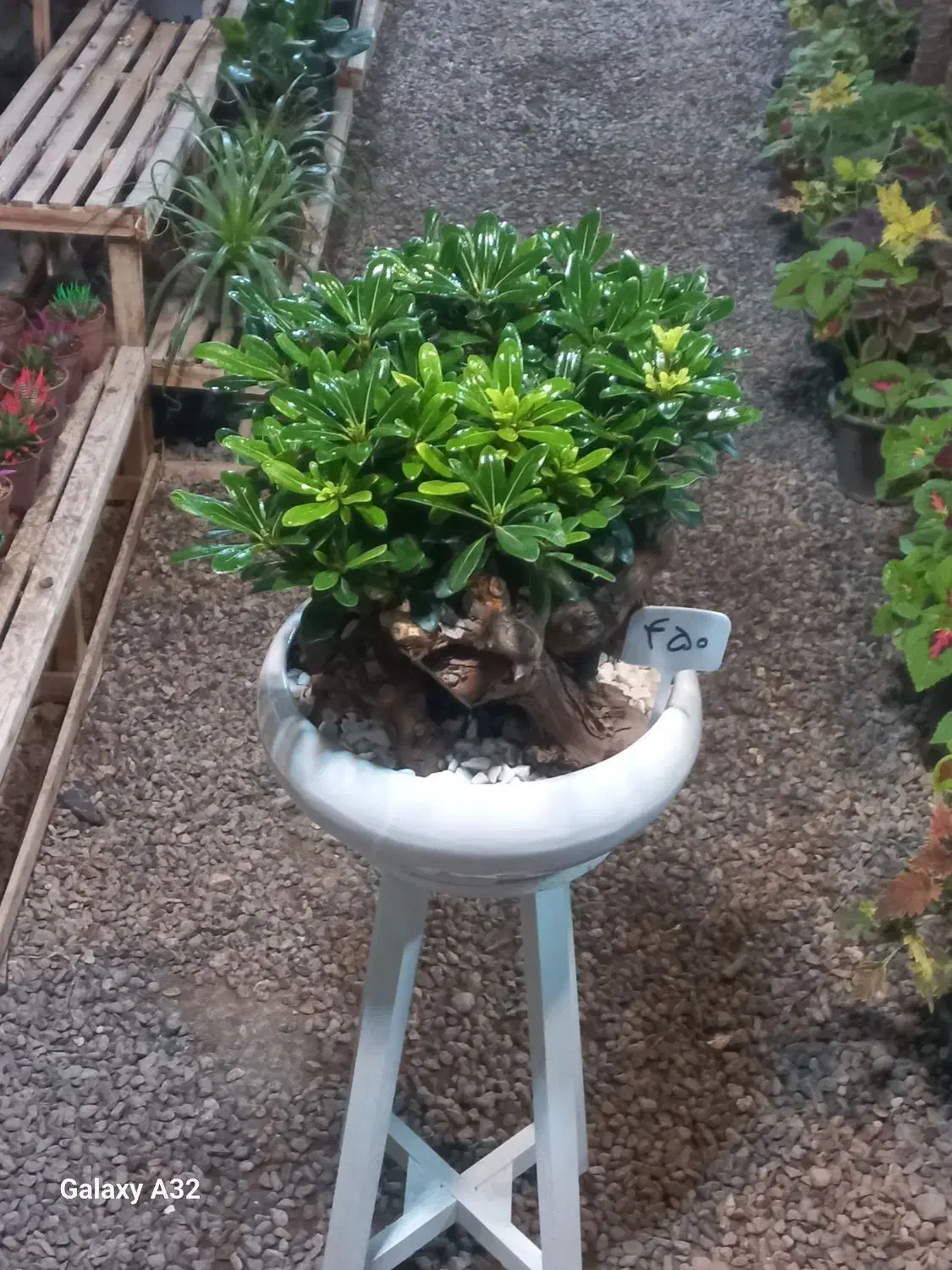 گل بونسای میخک از تولیدی بخر|گل و گیاه طبیعی|مشهد, حضرت حجت|دیوار