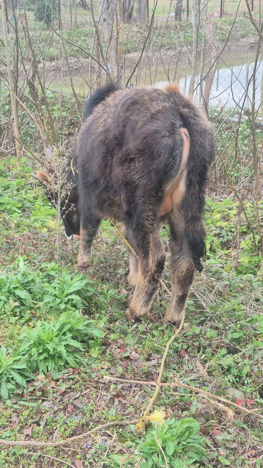 گوساله نر|حیوانات مزرعه|سنگر, |دیوار
