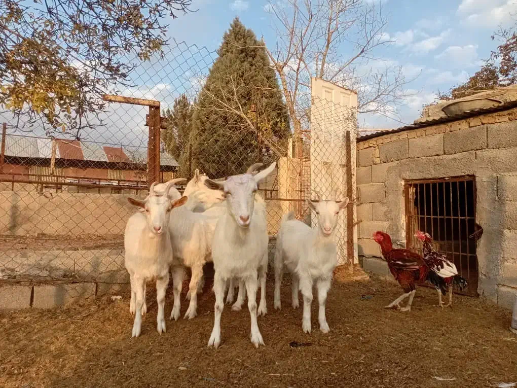بز سانن|حیوانات مزرعه|هشتگرد, تهران دشت|دیوار