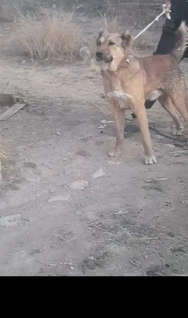 واگذاری سگ|سگ|دوتپه, |دیوار