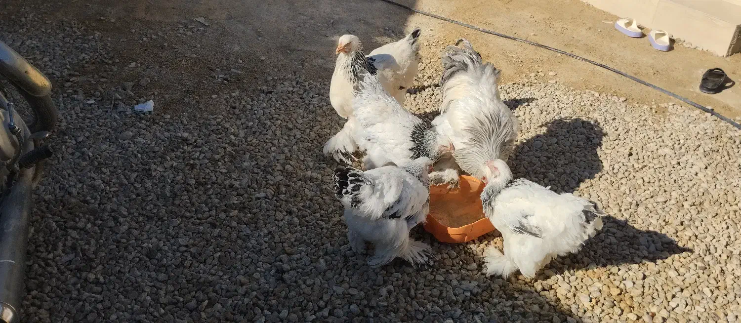 مرغ وخروس برهما لایت|حیوانات مزرعه|کهریزک, |دیوار