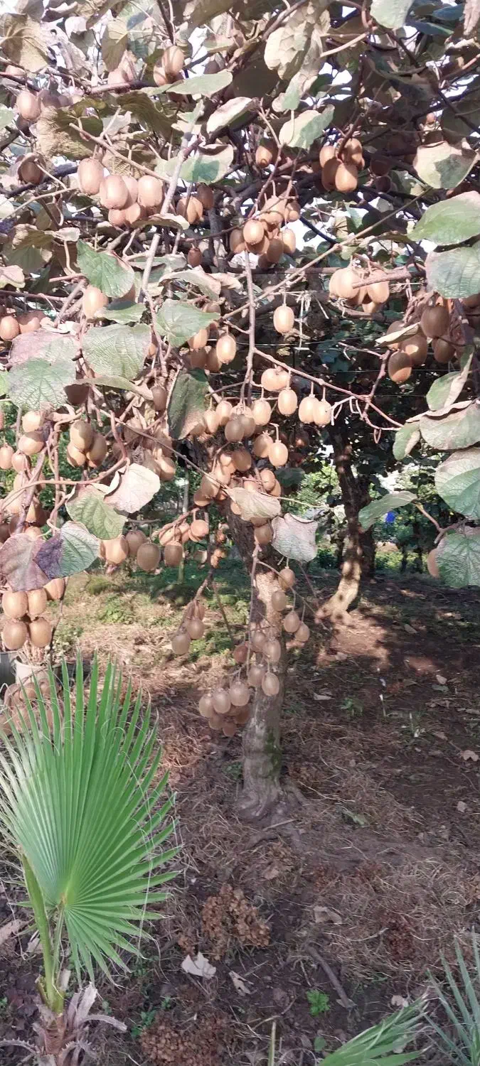 کیوی هایوارد|عمده‌فروشی|چابکسر, |دیوار