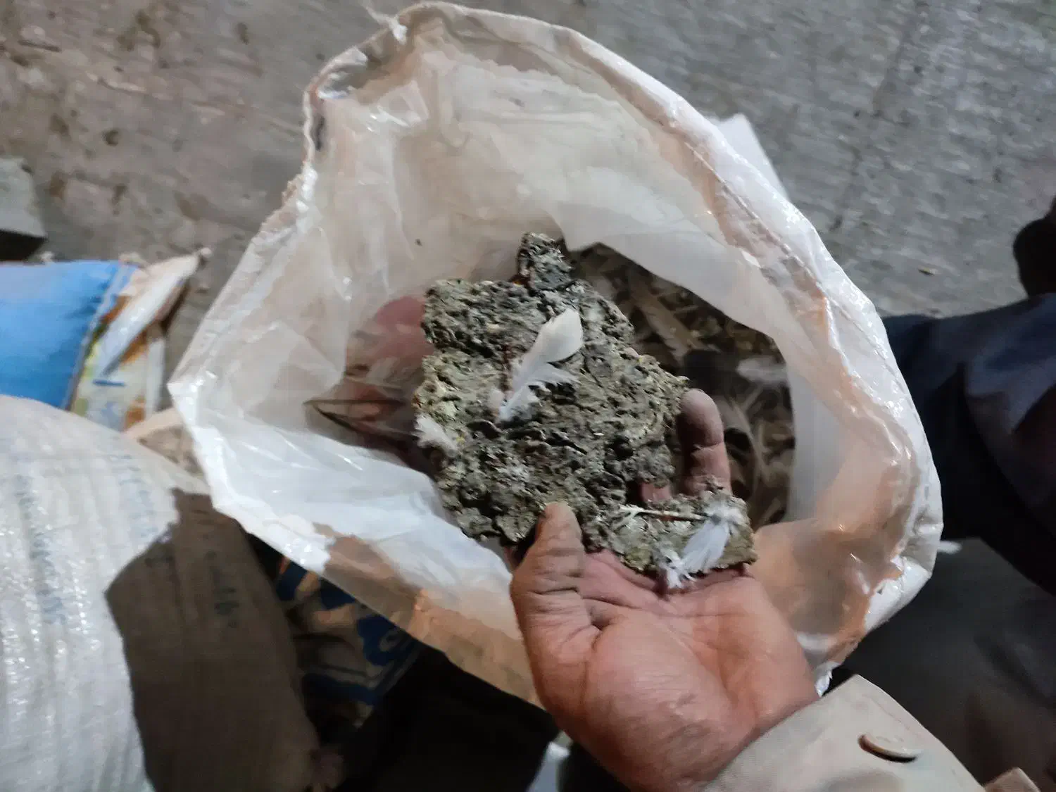 کود کبوتر اورگانیک|خدمات باغبانی و درختکاری|الوند, |دیوار