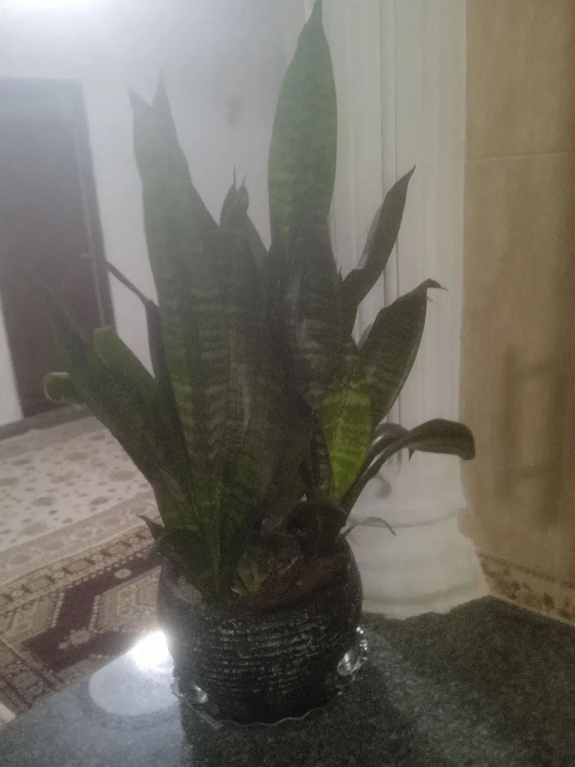 گل طبیعی|گل و گیاه طبیعی|سقز, |دیوار