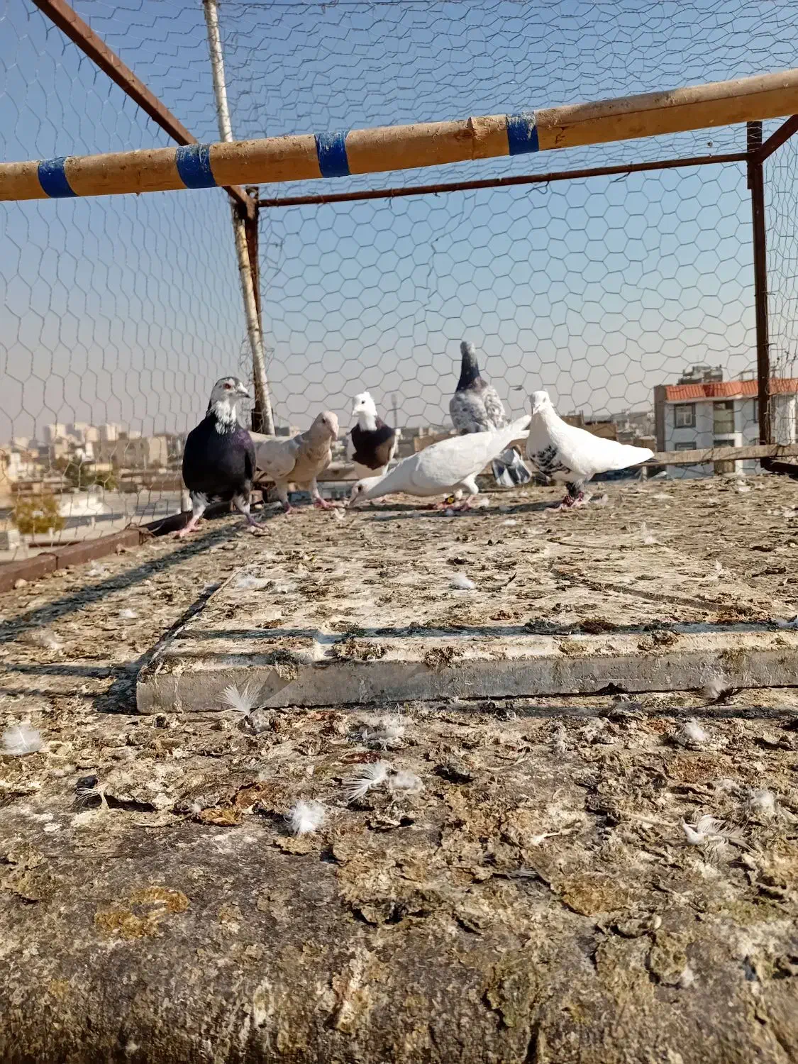 کبوتر|پرنده|محمدیه-قزوین, |دیوار