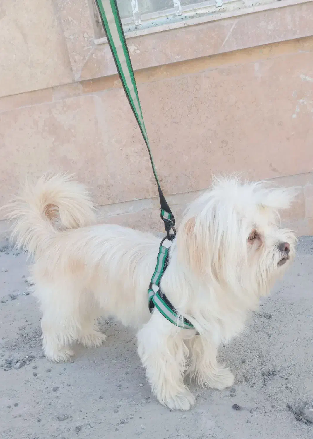 واگزاری سگ خانگی|سگ|کامیاران, |دیوار