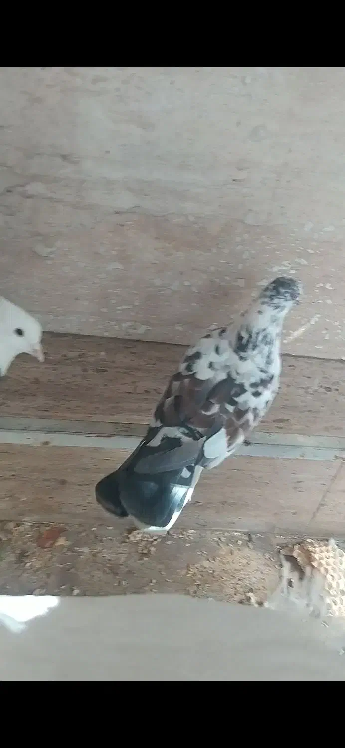 چند کبوتر گمشده|پرنده|نورآباد, |دیوار