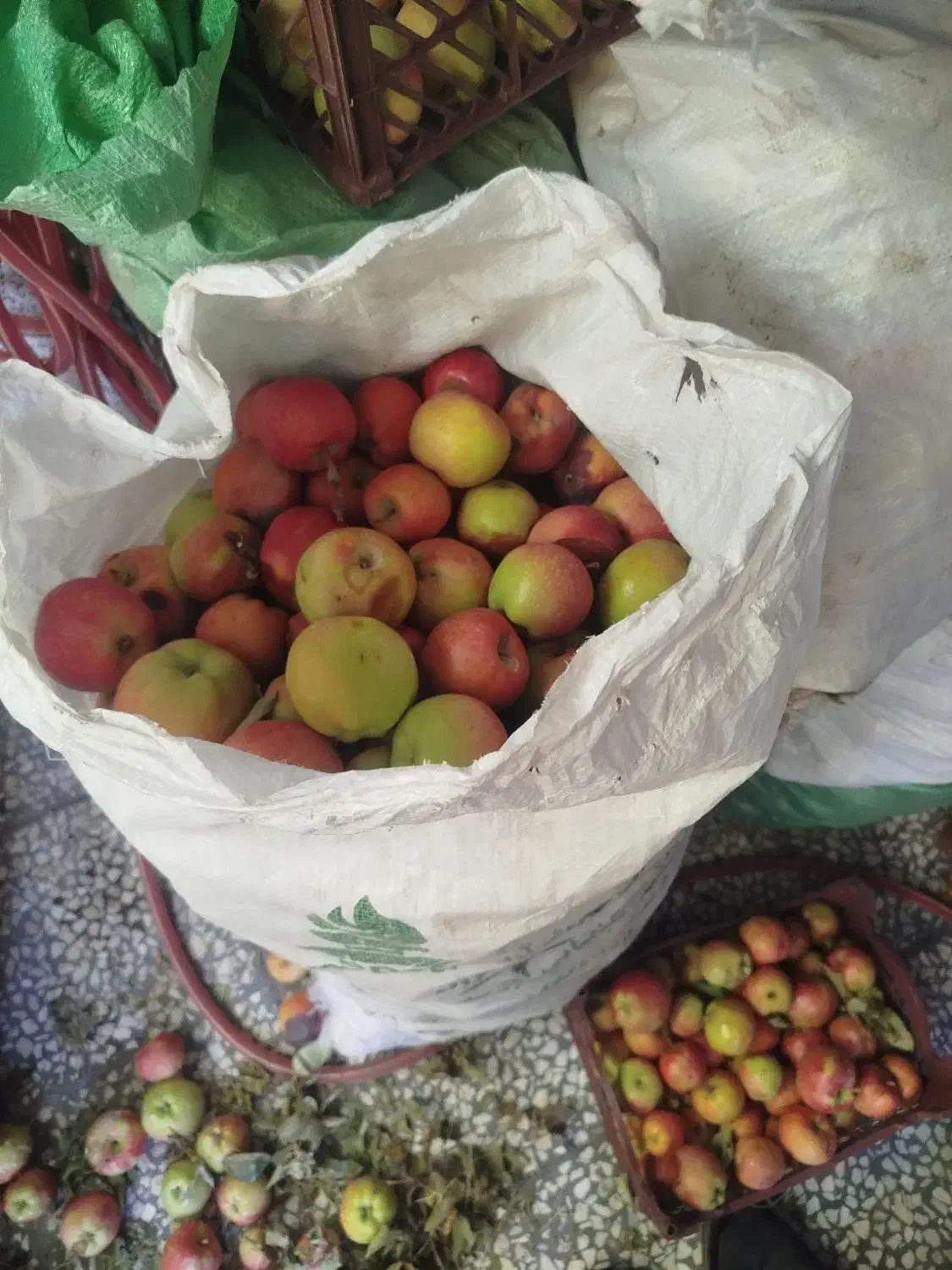 سیب برای آبمیوه گیری یا شیرینی پزی|خوردنی و آشامیدنی|قم, قلعه کامکار|دیوار
