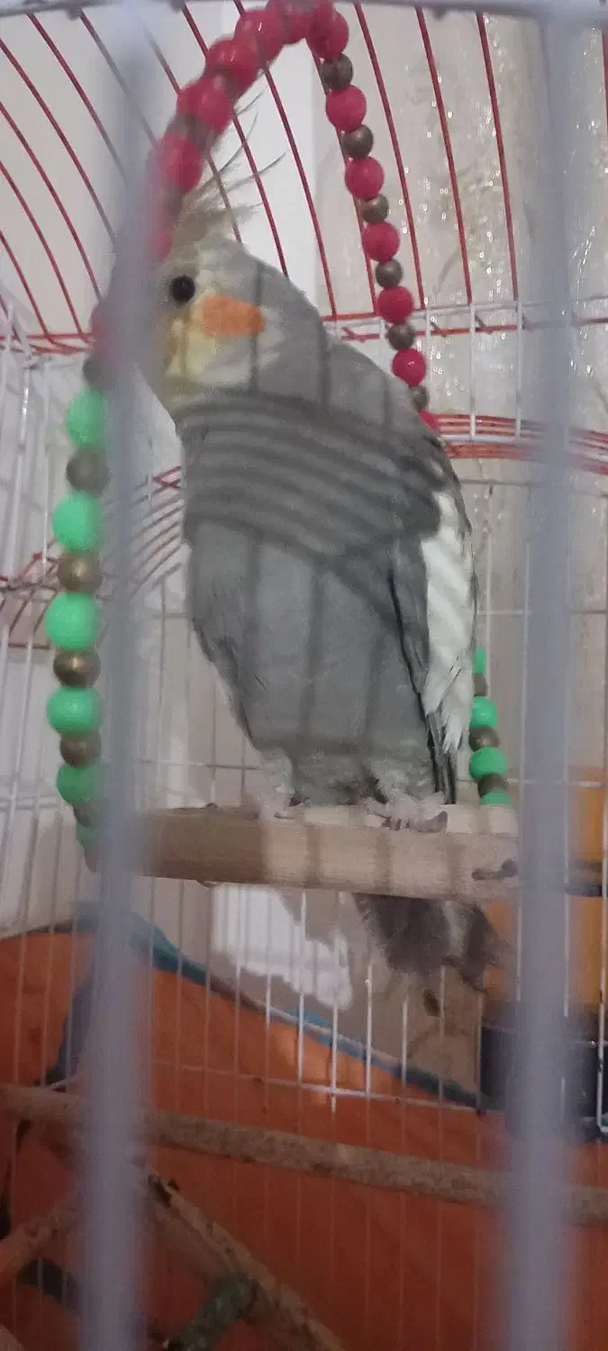 یک جفت توطی عروس بالغ به همراه قفس|پرنده|رشت, فخب|دیوار