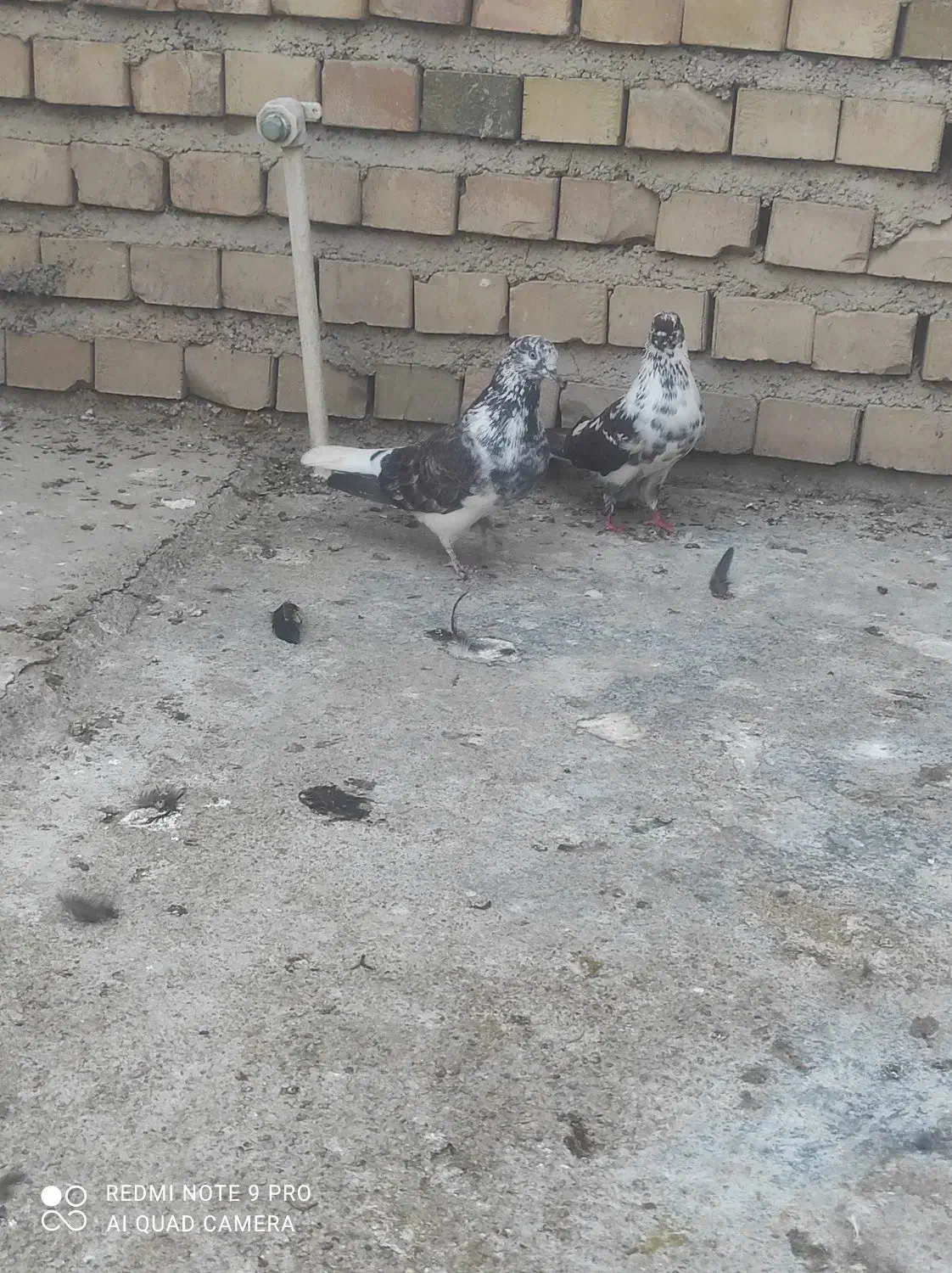 کبوتر تکپر پرشی|پرنده|کلاله, |دیوار