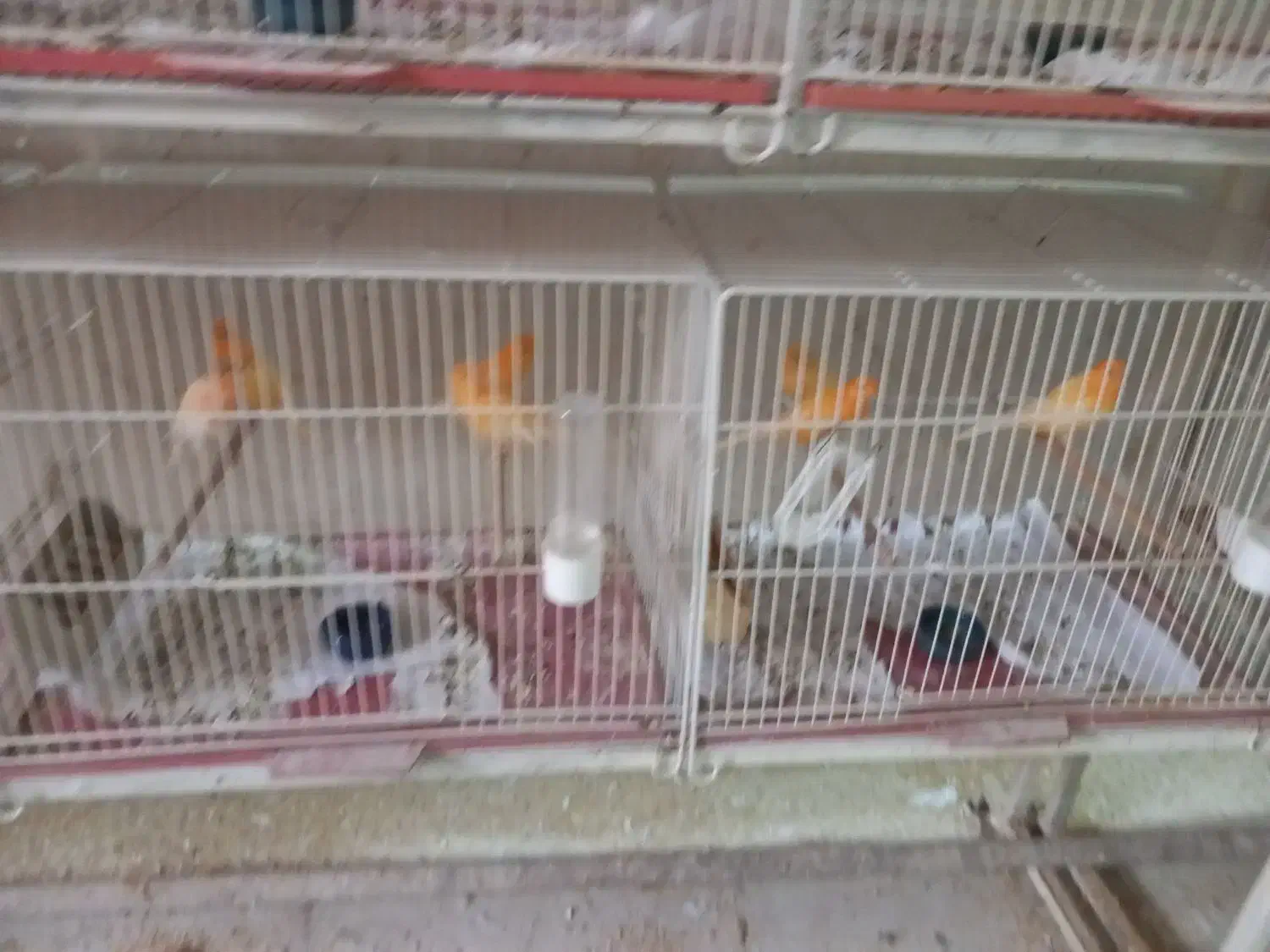 ماده قناری|پرنده|قم, گلزار|دیوار