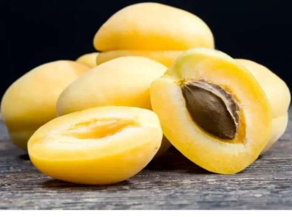 زردآلو شاهرودی ، نهال ، درخت پر محصول ، نهالستان|خدمات باغبانی و درختکاری|مشهد, سیسآباد|دیوار