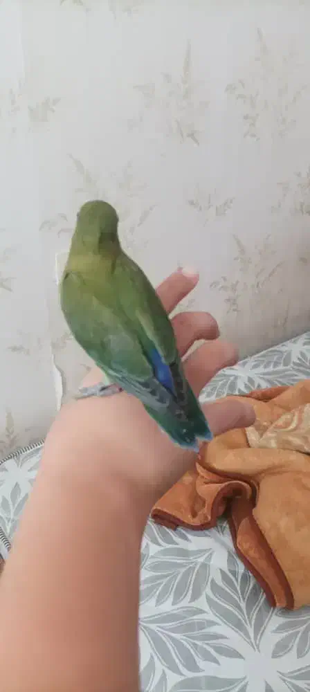 طوطی برزیلی وعروس|پرنده|ایلام, |دیوار