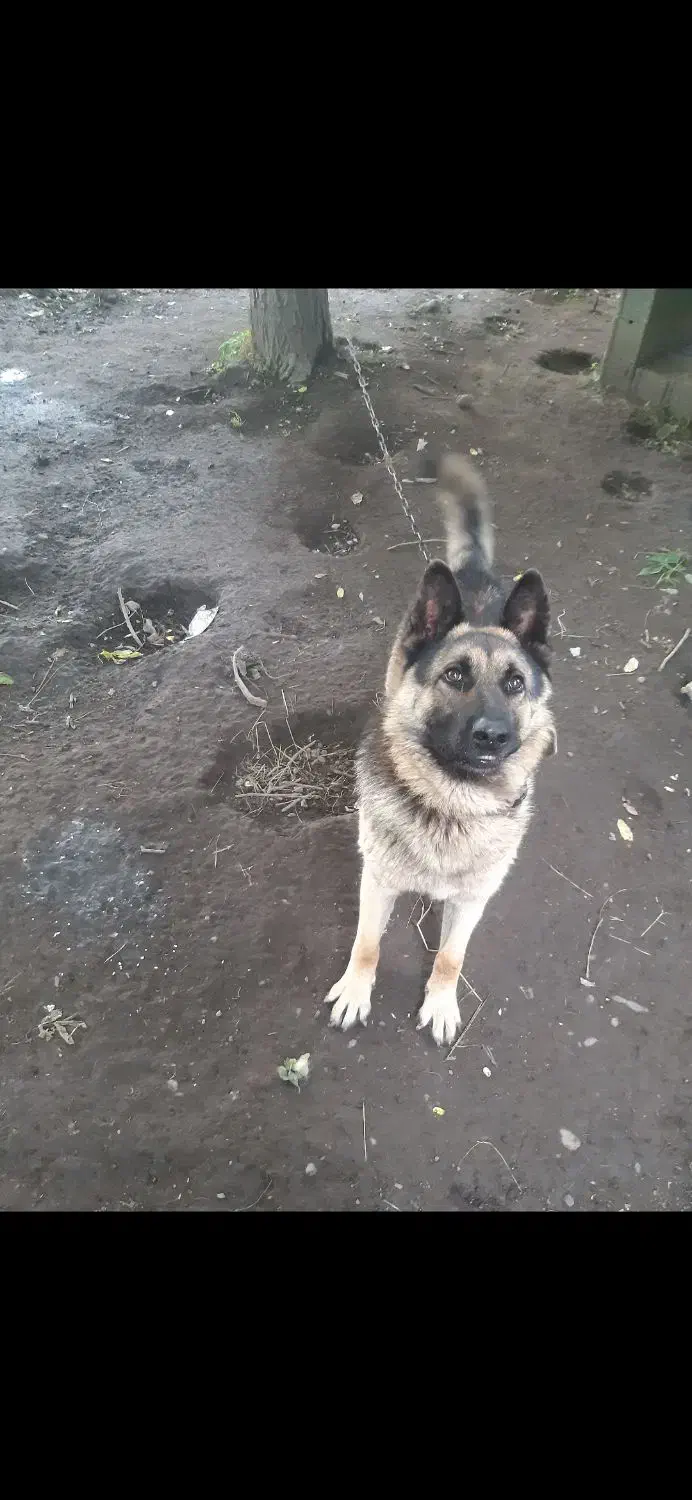 سگ ژرمن عالی|سگ|آستانه اشرفیه, |دیوار