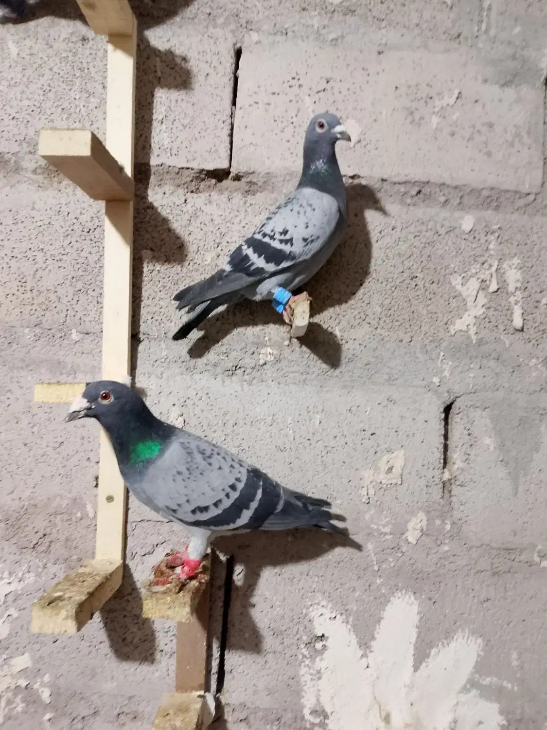 کبوتر|پرنده|مشهد, خلق آباد سفلی|دیوار