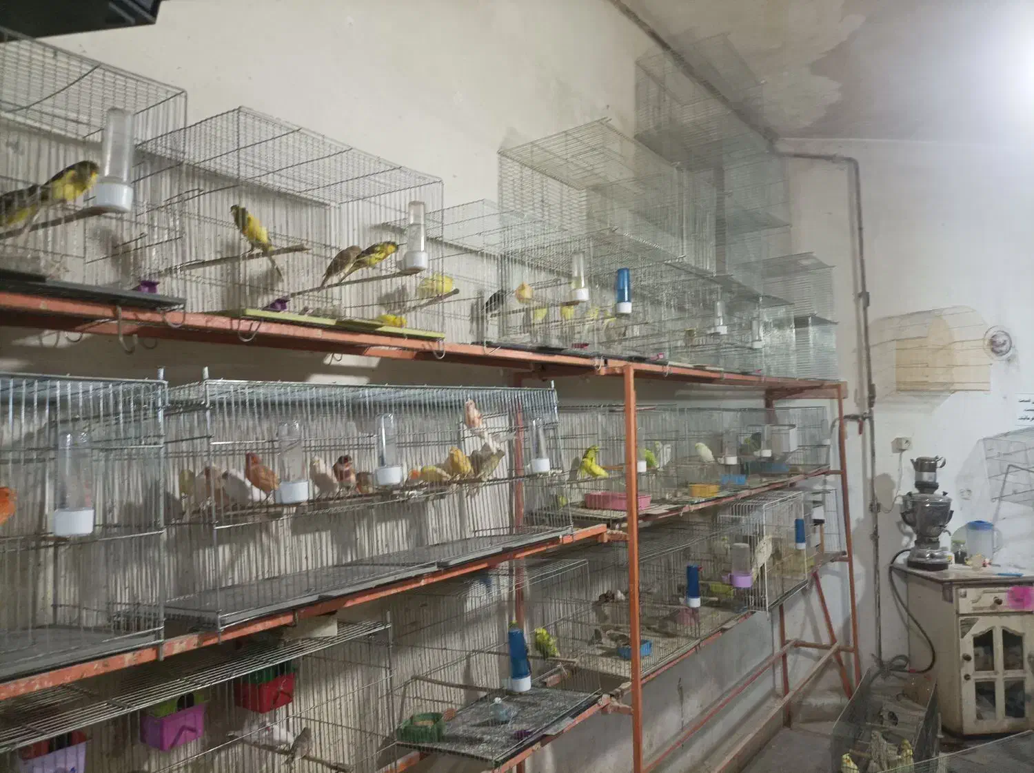 قناری پرنده سرای چکاوک|پرنده|خوی, |دیوار