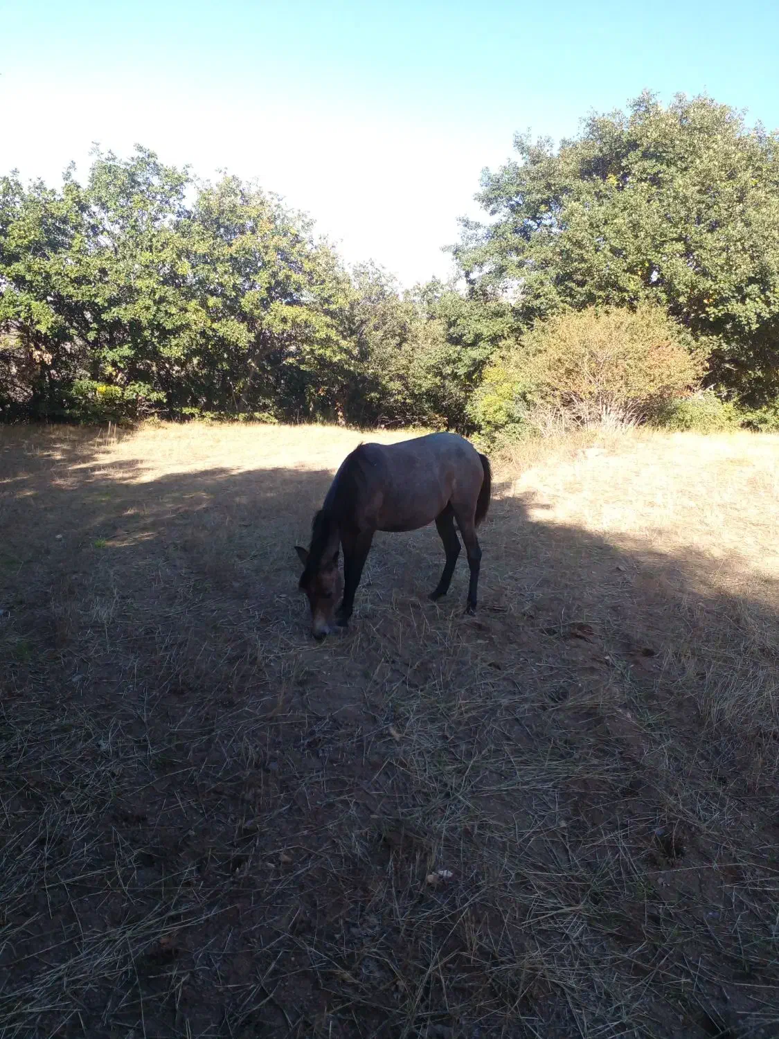 اسب ماده|اسب و تجهیزات اسبسواری|اهر, |دیوار