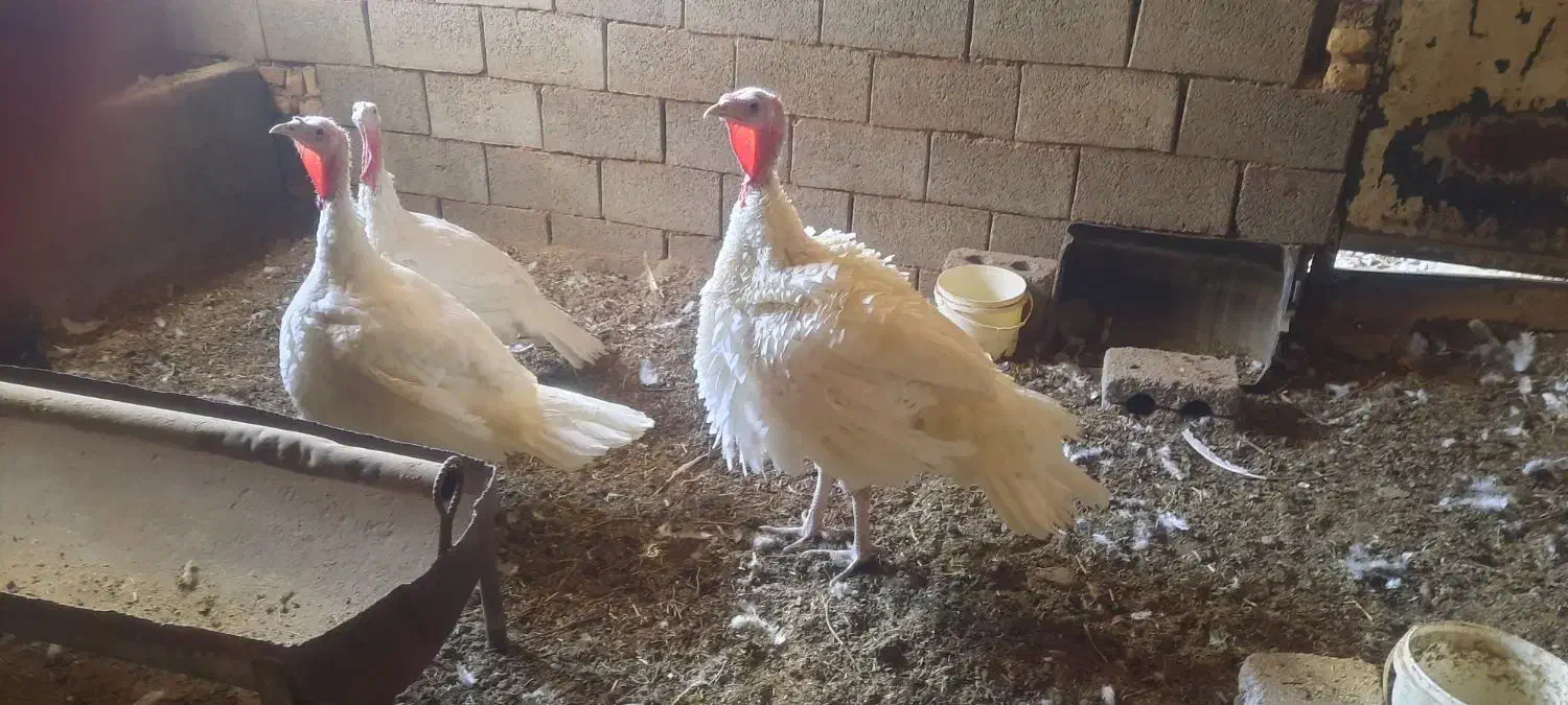 بوقلمون بیوتی|حیوانات مزرعه|اصفهان, تخت فولاد|دیوار