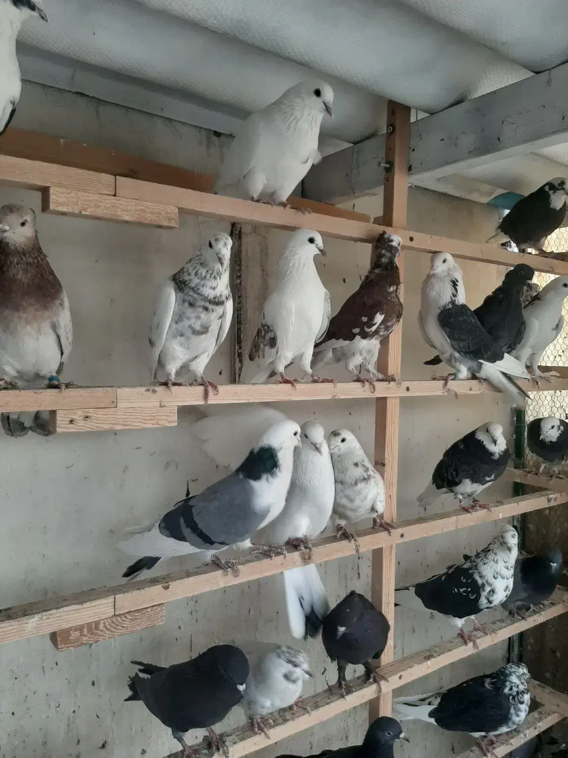 80طوق غریب گیری|پرنده|چهاردانگه (تهران), |دیوار