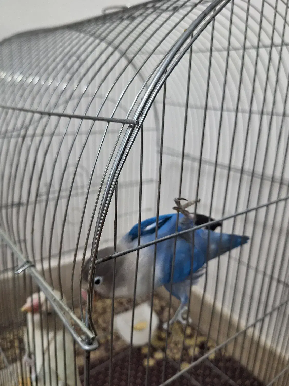 طوطی برزیلی|پرنده|نسیمشهر, |دیوار