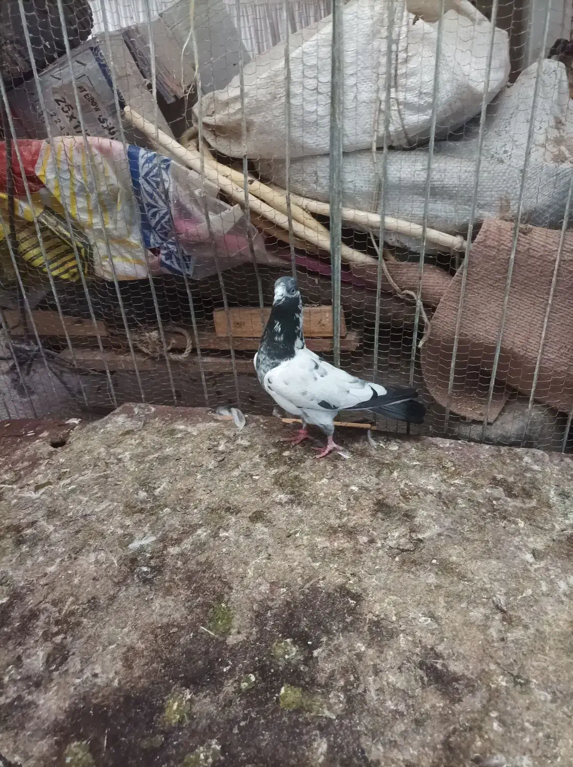 کبوتر کله دم سبز|پرنده|رودسر, |دیوار