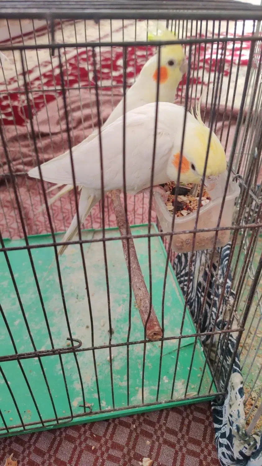 عروس هلندی لوتینو و خاکستری|پرنده|فامنین, |دیوار