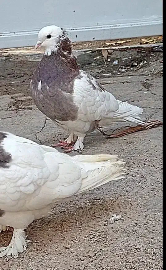 کبو تتر|پرنده|سبزوار, امیر کبیر|دیوار