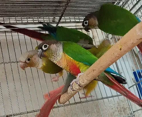 طوطی گرینچیک خورشیدی|پرنده|اردبیل, |دیوار