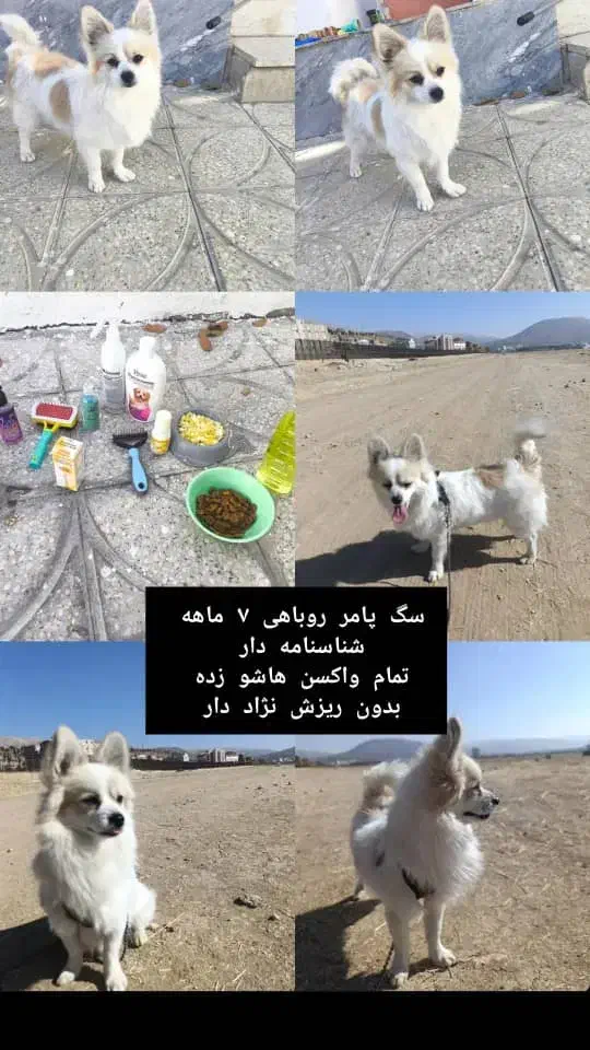 سگ پامر نژادار|سگ|یاسوج, |دیوار