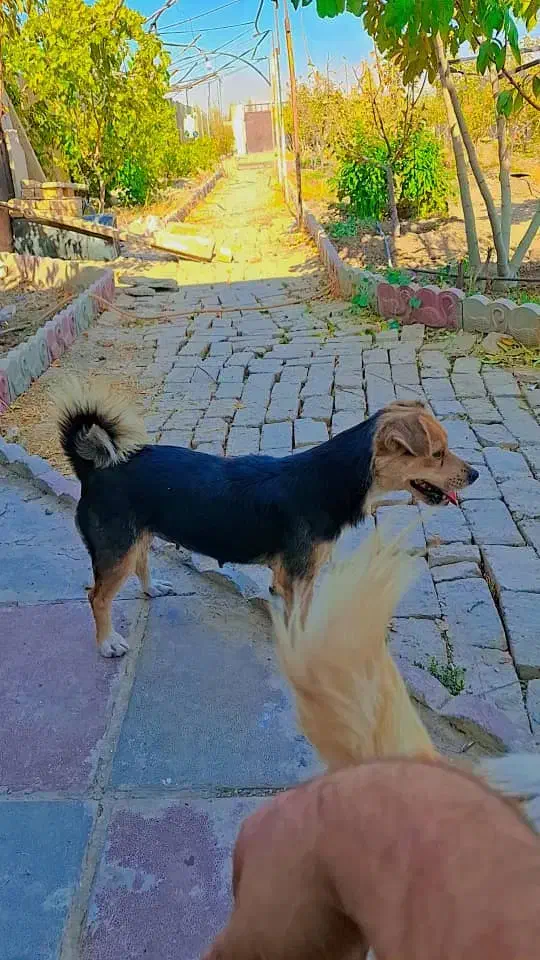 سگ های بالغ ژرمن و پاکوتاه|سگ|کرج, کوی امامیه|دیوار