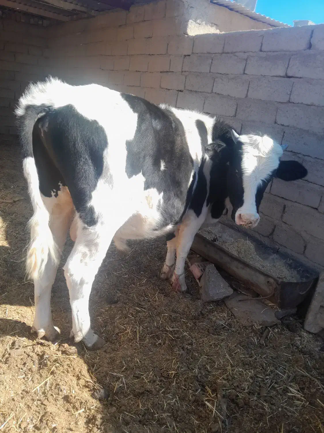 گوساله نر گاو|حیوانات مزرعه|نهبندان, |دیوار