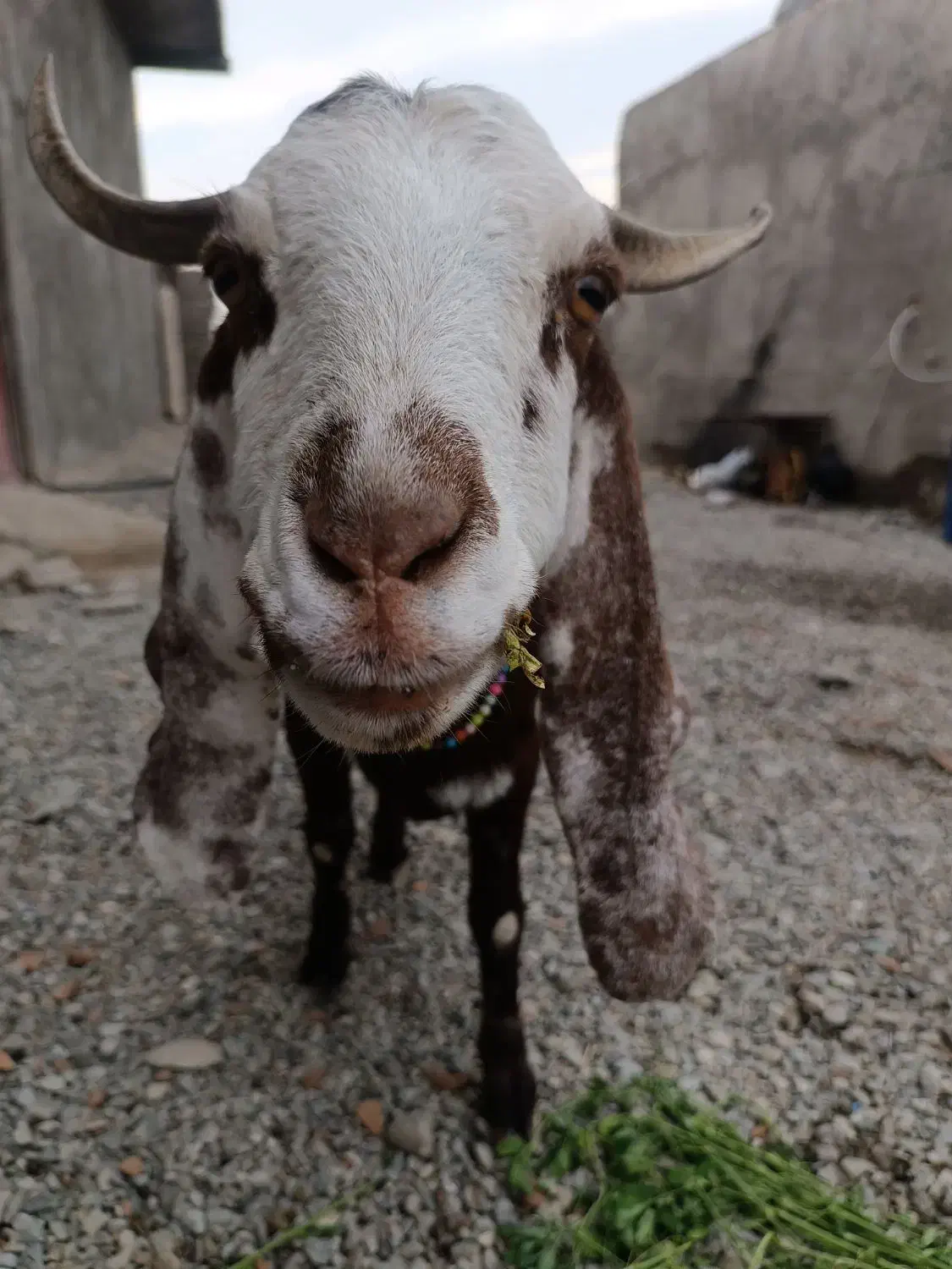 پلو|حیوانات مزرعه|بمپور, |دیوار